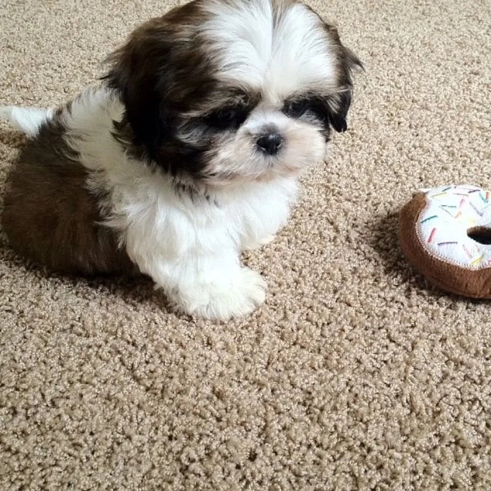 Est-ce que le shih tzu est un chien de compagnie idéal ?